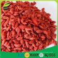 sell lycium barbarum goji berry from China to EU market